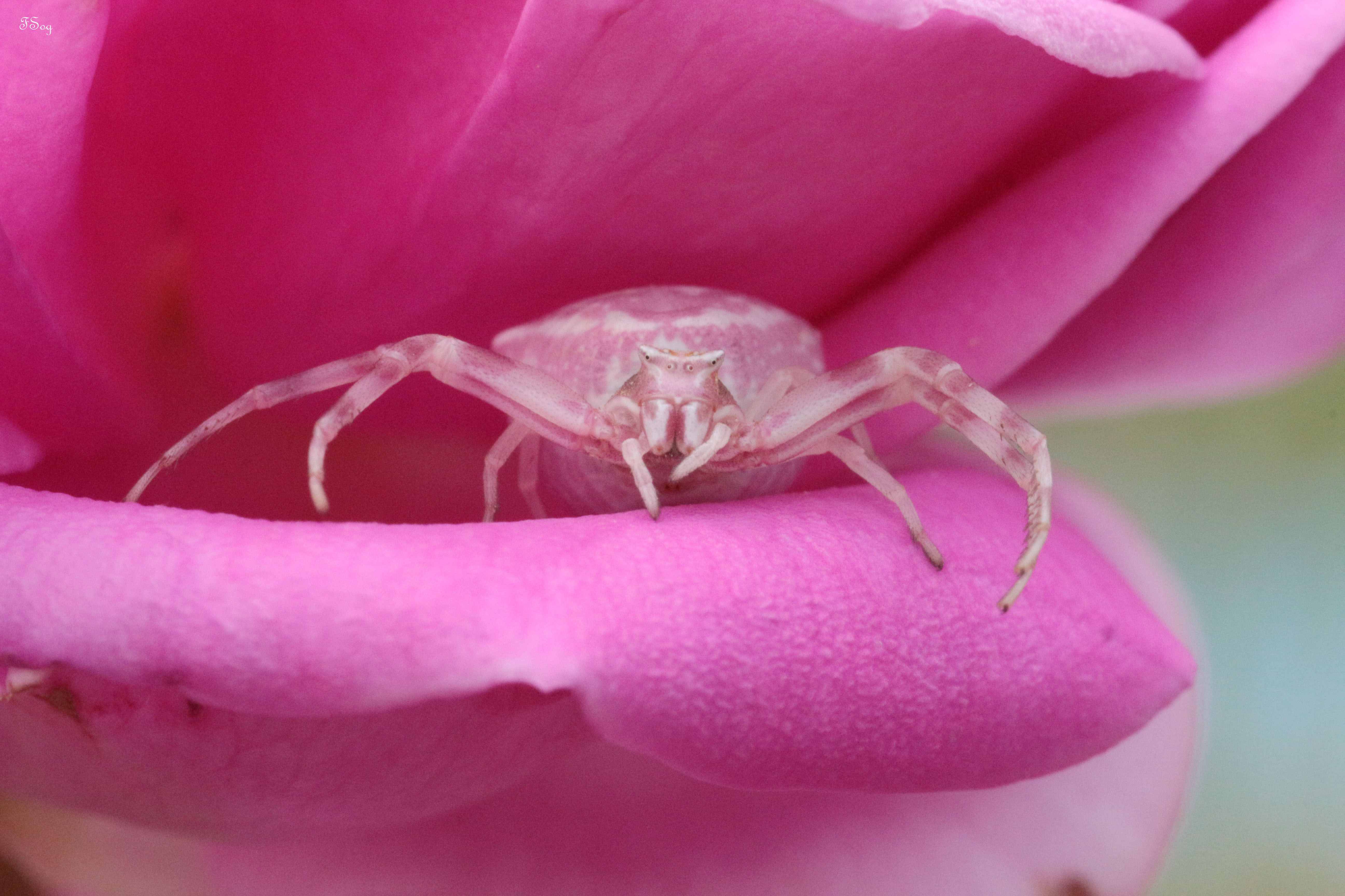 FSogfotographie - Fleur macro avec rosée