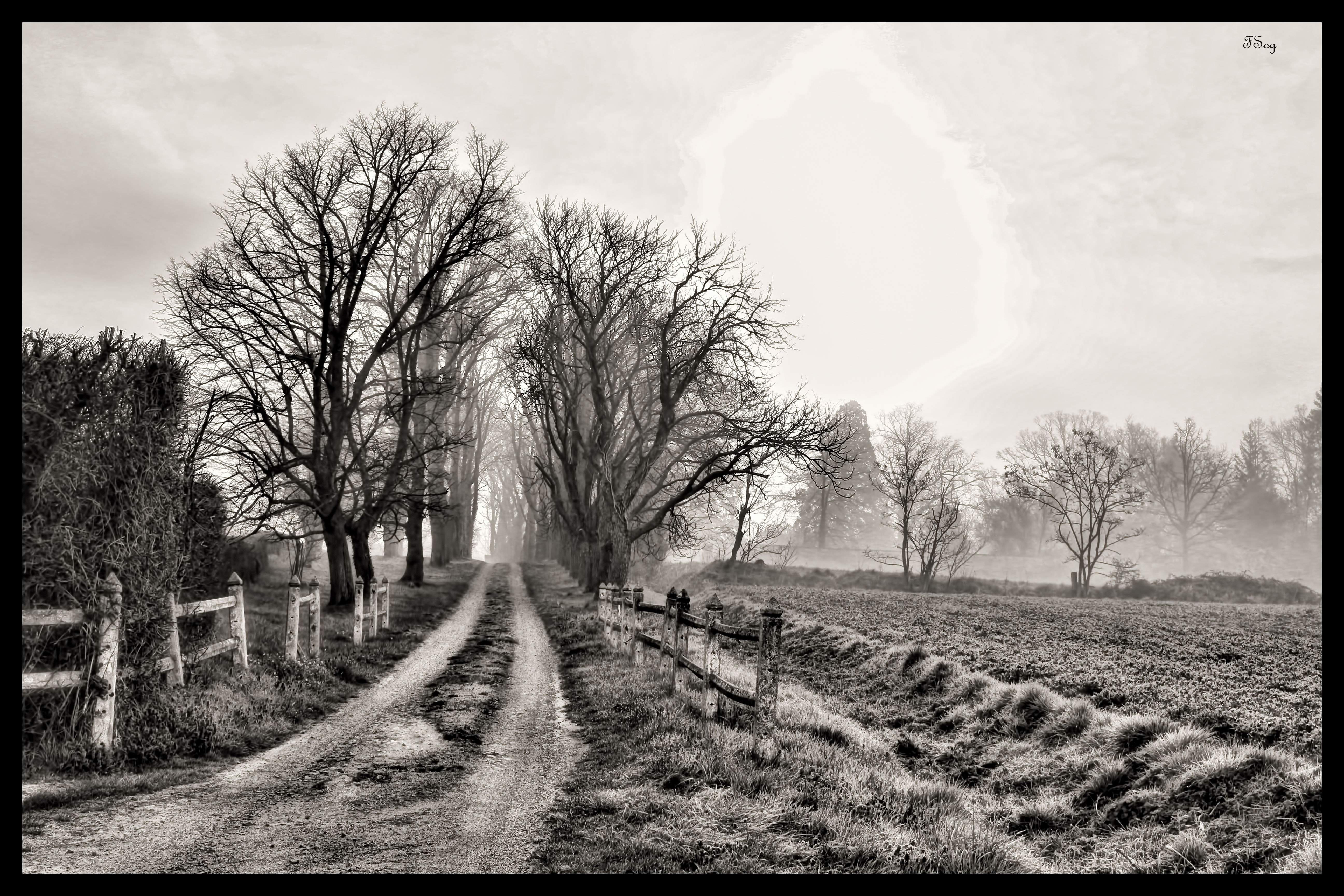 Arbre 1