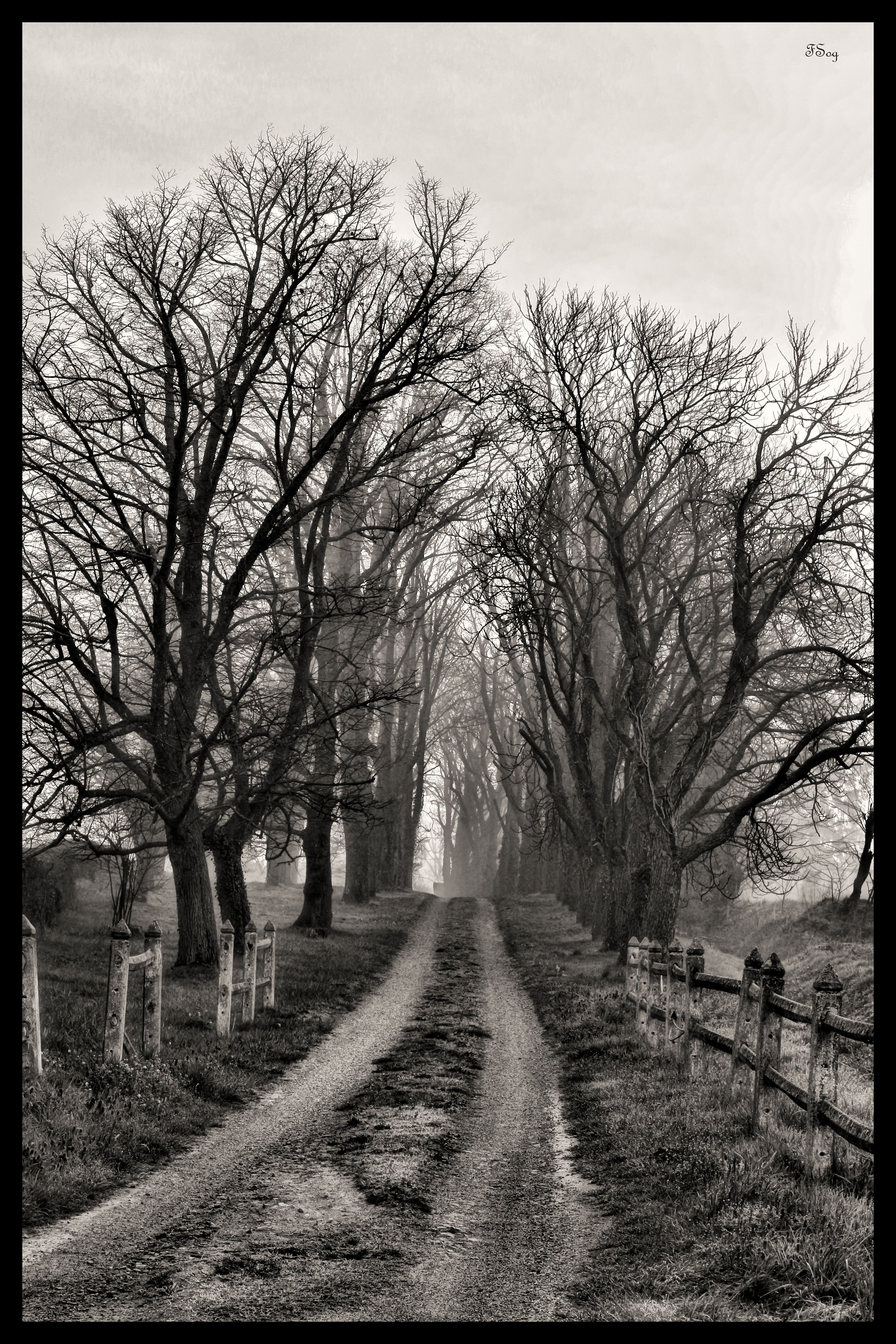 Arbre 2