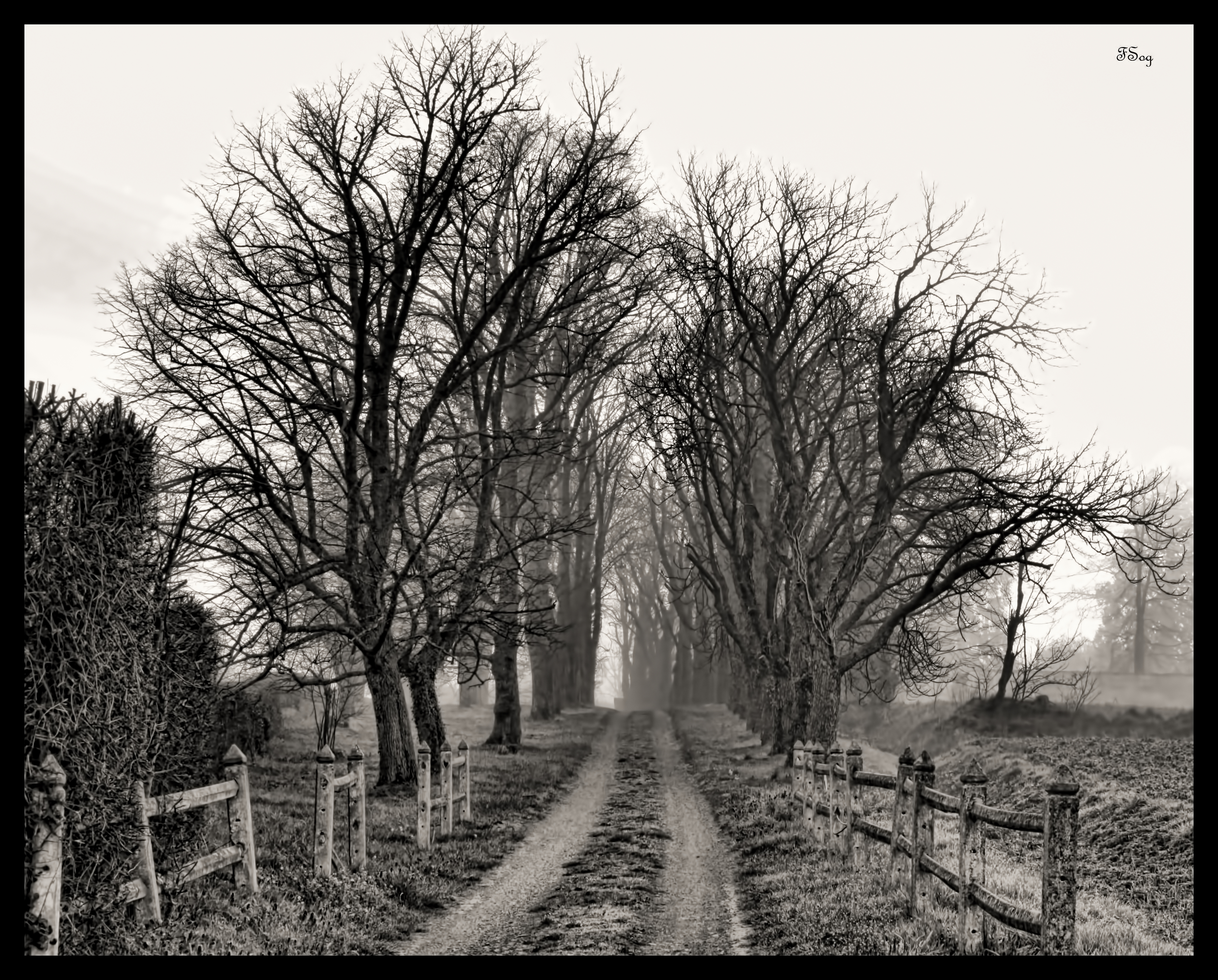 Arbre 3
