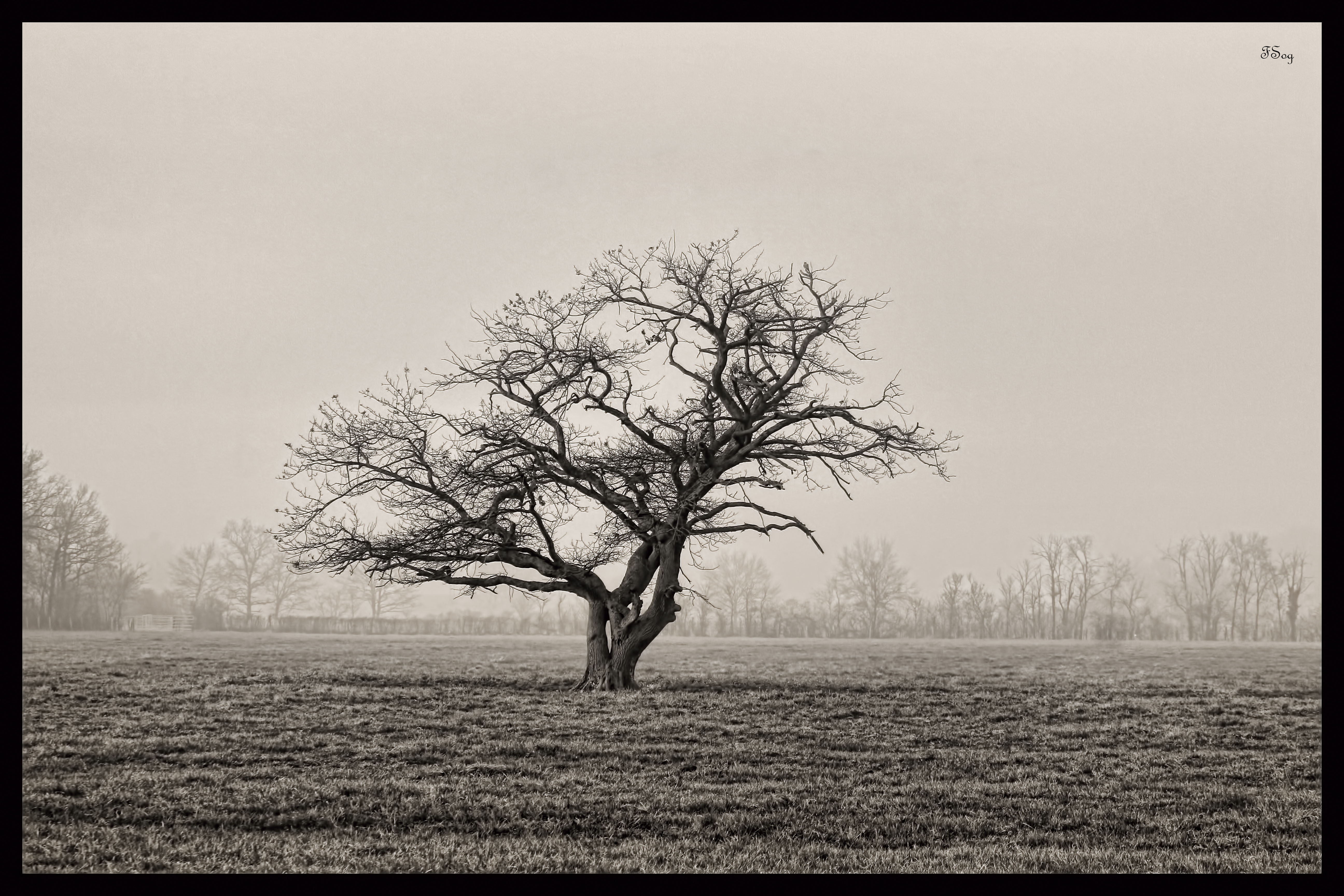 Arbre 4