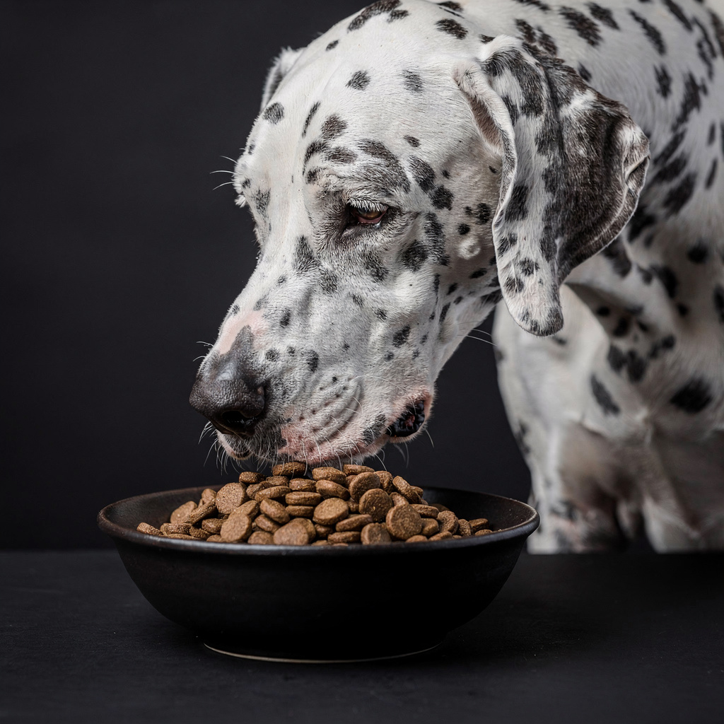 Great Dane eating kibble with sprinkles